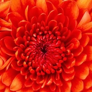 Meet your Posher, Gary